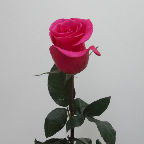 Rose malena